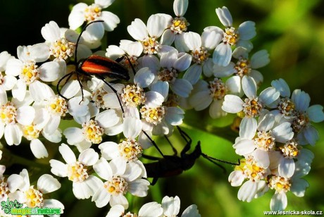 Bohatý a krásný svět hmyzu - Foto Lída Burešová (1)