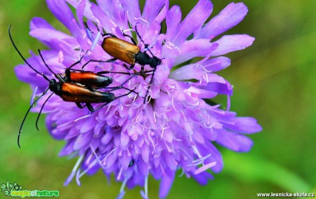 Bohatý a krásný svět hmyzu - Foto Lída Burešová (2)