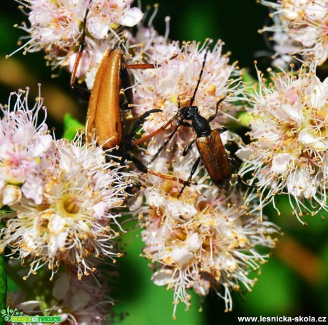 Bohatý a krásný svět hmyzu - Foto Lída Burešová (4)