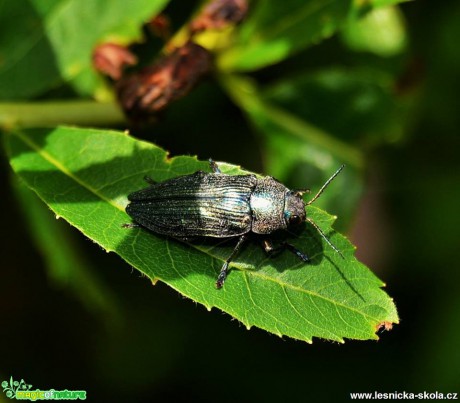 Bohatý a krásný svět hmyzu - Foto Lída Burešová (9)