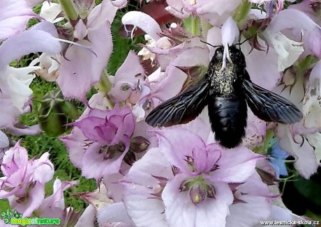 Drvodělka fialová - Xylocopa violacea - Foto Rasťo Salčík (1)