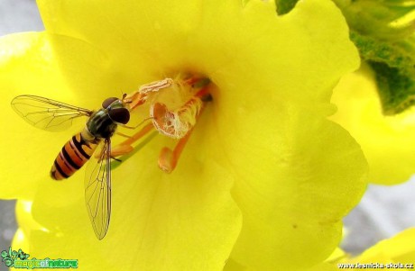 Sladký nektar - Foto Rasťo Salčík