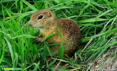 Sysel obecný - Spermophilus citellus - Foto Pavel Balazka