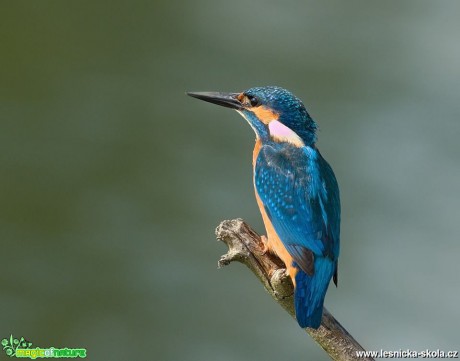 Ledňáček říční - Alcedo atthis - Foto Pavel Balazka (4)