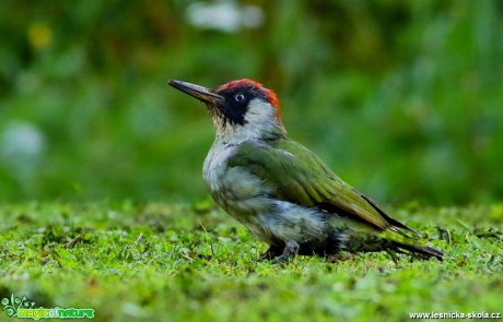 Žluna zelená - Picus viridis - Foto Pavel Balazka