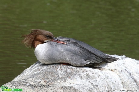 Morčák velký - Mergus merganser - Foto Irena Wenischová