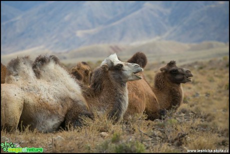 Kyrgyzstán 2016 - Foto Jana Vondráčková (32)