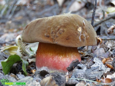 Hřib kovář - Boletus luridiformis - Foto Robert Kopecký