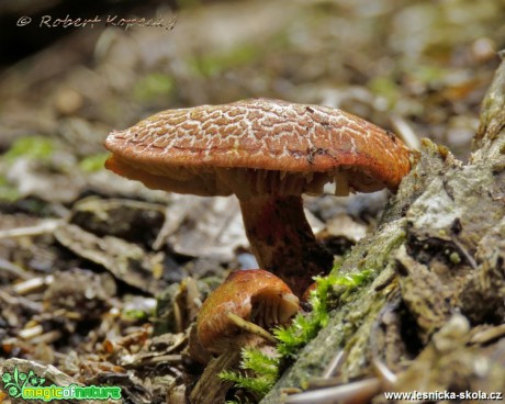 Pavučinec červenošupinný - Cortinarius bolaris - Foto Robert Kopecký