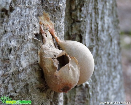 Síťovka pýchavkovitá - Reticularia lycoperdon - Foto Robert Kopecký