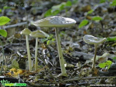 Slizečka ocasatá - Xerula radicata - Foto Robert Kopecký