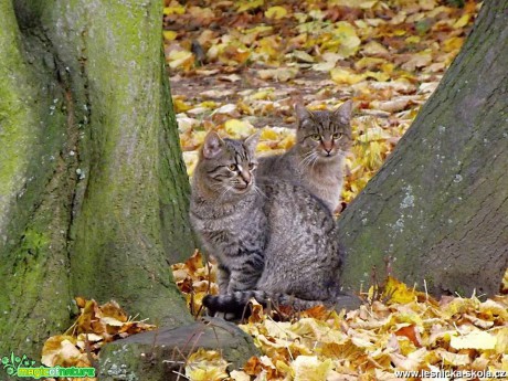 V podzimním listí - Foto Jiří Havel