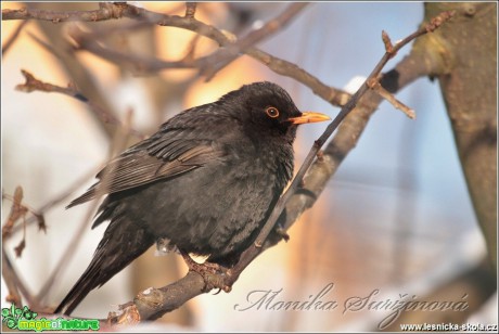 Kos černý - Turdus merula - Foto Monika Suržinová (2)