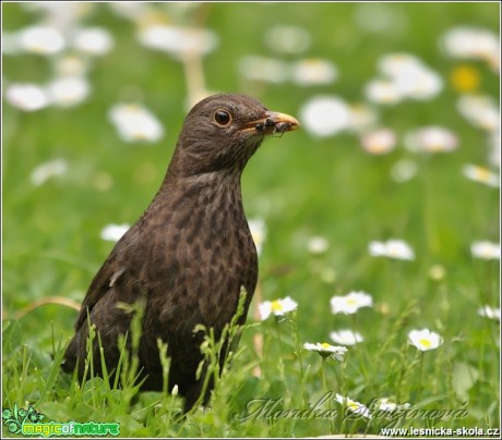 Kos černý - Turdus merula - Foto Monika Suržinová (3)