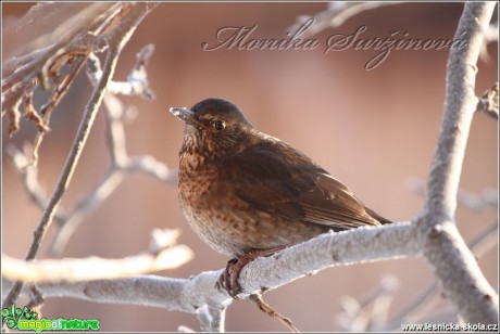 Kos černý - Turdus merula - Foto Monika Suržinová