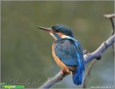 Ledňáček říční - Alcedo atthis - Foto Monika Suržinová (2)