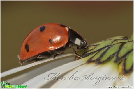 Slunéčko sedmitečné - Coccinella septempunctata - Foto Monika Suržinová