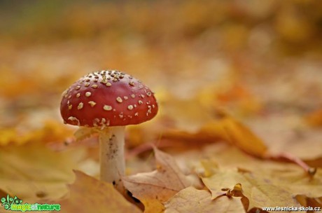 Podzimní muchomůrka - Foto Marie Vykydalová