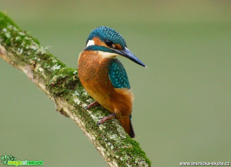 Ledňáček říční - Alcedo atthis - Foto Dušan Sedláček (15)