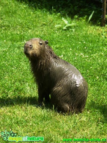 Kapybara - Hydrochaeris hydrochaeris - Foto Michaela Knoppová