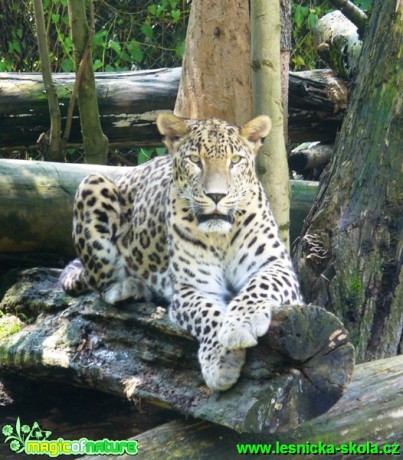 Levhart cejlonský - Panthera pardus kotiya - Foto Michaela Knoppová
