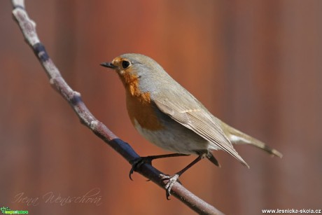 Červenka obecná - Erithacus rubecula - Foto Irena Wenischová