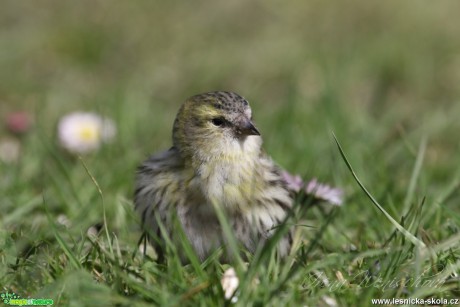 Čížek lesní - Carduelis spinus - Foto Irena Wenischová