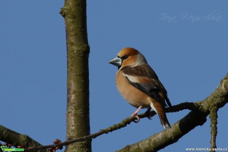 Dlask tlustozobý - Coccothraustes coccothraustes - Foto Irena Wenischová