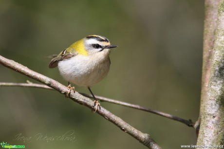 Králíček ohnivý - Regulus ignicapillus - Foto Irena Wenischová