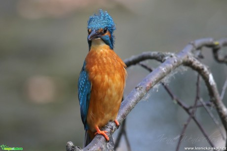 Ledňáček říční - Alcedo atthis - Foto Irena Wenischová (2) 11.16