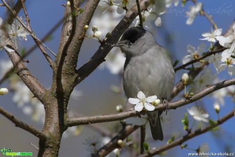 Pěnice černohlavá - Sylvia atricapilla - Foto Irena Wenischová (1)