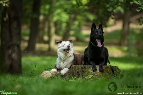 Naši mazlíčci - Foto Jiří Křivánek