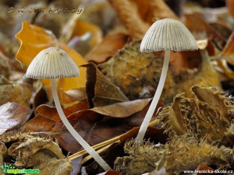 Hnojník řasnatý - Parasola plicatilis - Foto Robert Kopecký