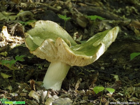 Holubinka trávozelená - Russula aeruginea - Foto Robert Kopecký