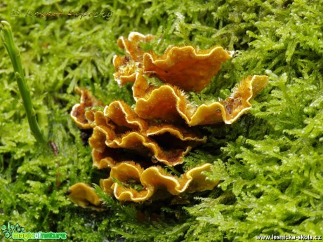 Pevník chlupatý - Stereum hirsutum - Foto Robert Kopecký