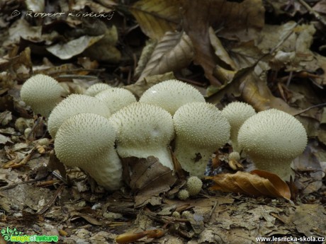 Pýchavka obecná - Lycoperdon perlatum - Foto Robert Kopecký