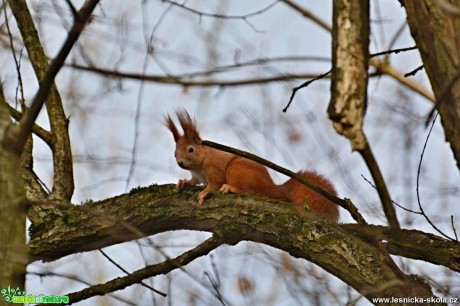 Veverka obecná - Sciurus vulgaris - Foto Marie Vykydalová