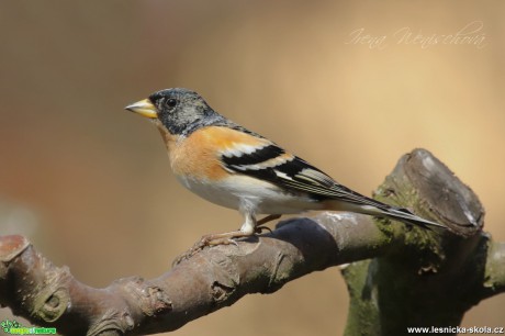 Pěnkava jikavec - Fringilla montifringilla - Foto Irena Wenischová