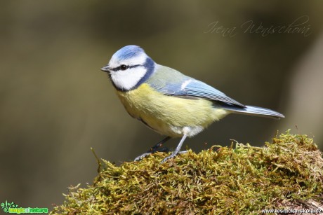 Sýkora modřinka - Cyanistes caeruleus - Foto Irena Wenischová