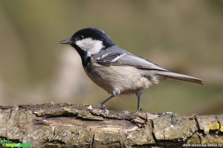 Sýkora uhelníček - Periparus ater - Foto Irena Wenischová (2) 12-16