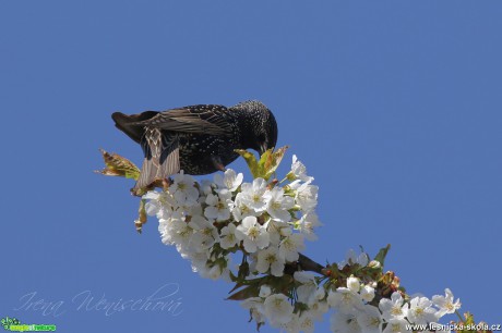 Špaček obecný - Sturnus vulgaris - Foto Irena Wenischová 12-16