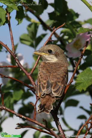 Ťuhýk obecný (mládě) - Lanius collurio - Foto Irena Wenischová