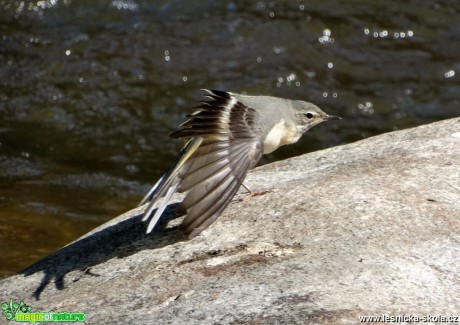 Konipas horský - Motacilla cinerea - Foto Miloslav Míšek 12-16