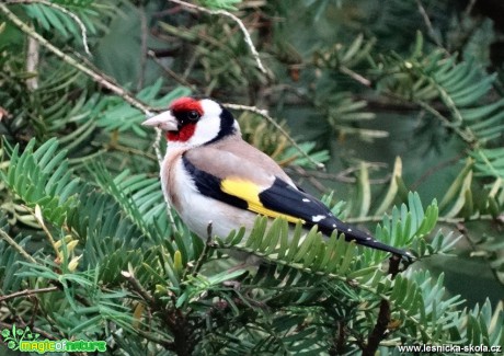 Stehlík obecný - Carduelis carduelis - Foto Miloslav Míšek 12-16