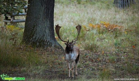 Dančí zvěř - Foto Lukáš Zahrádka 12-16 (3)