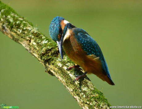 Ledňáček říční - Alcedo atthis - Foto Sedláček 12-16 (1)