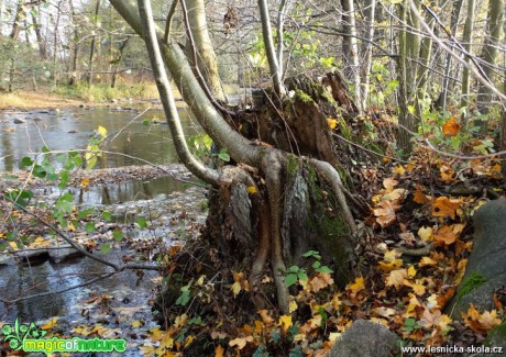 Stromy - Foto Miloslav Míšek 12-16(2)