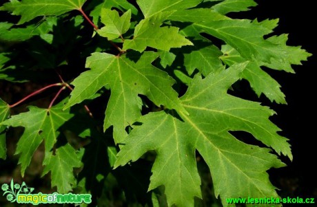 Javor stříbrný (Acer sacharinum) - Foto David Hlinka