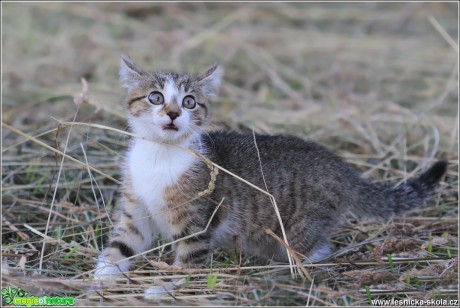 Mia - Co zase chceš - Foto Monika Suržinová