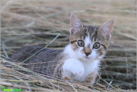 Mia - Foto Monika Suržinová (7)